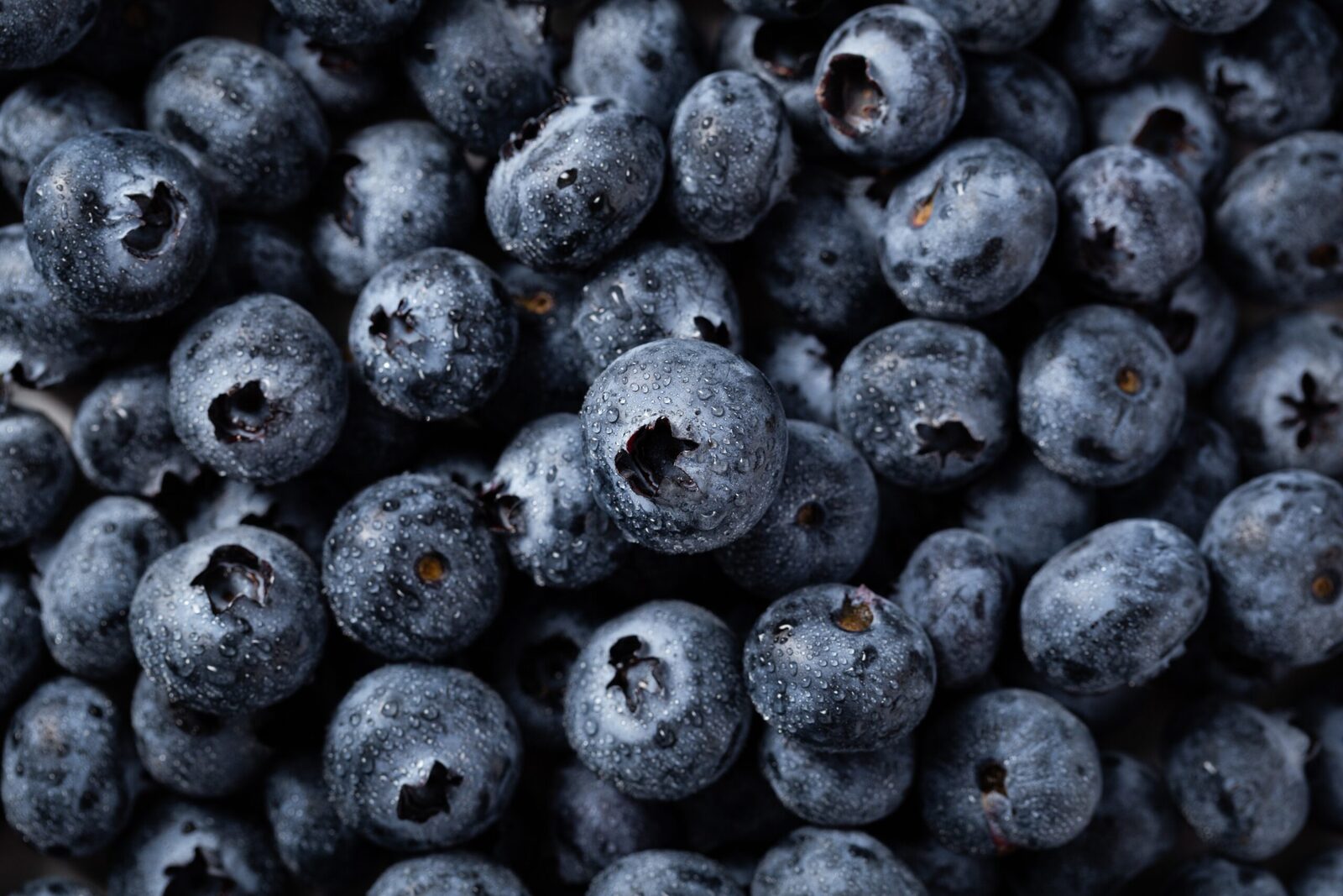 Ripe blueberries in close-up, beaded with water and still carrying their pale bloom