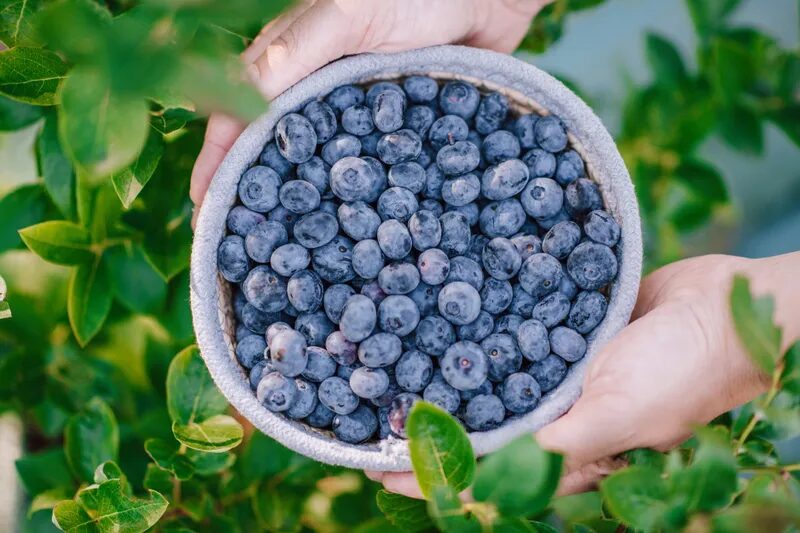 A bowl of just-picked blueberries held up in front of the bushes