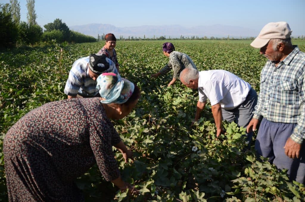 Members of the picking crew working their way along a row of blueberry bushes
