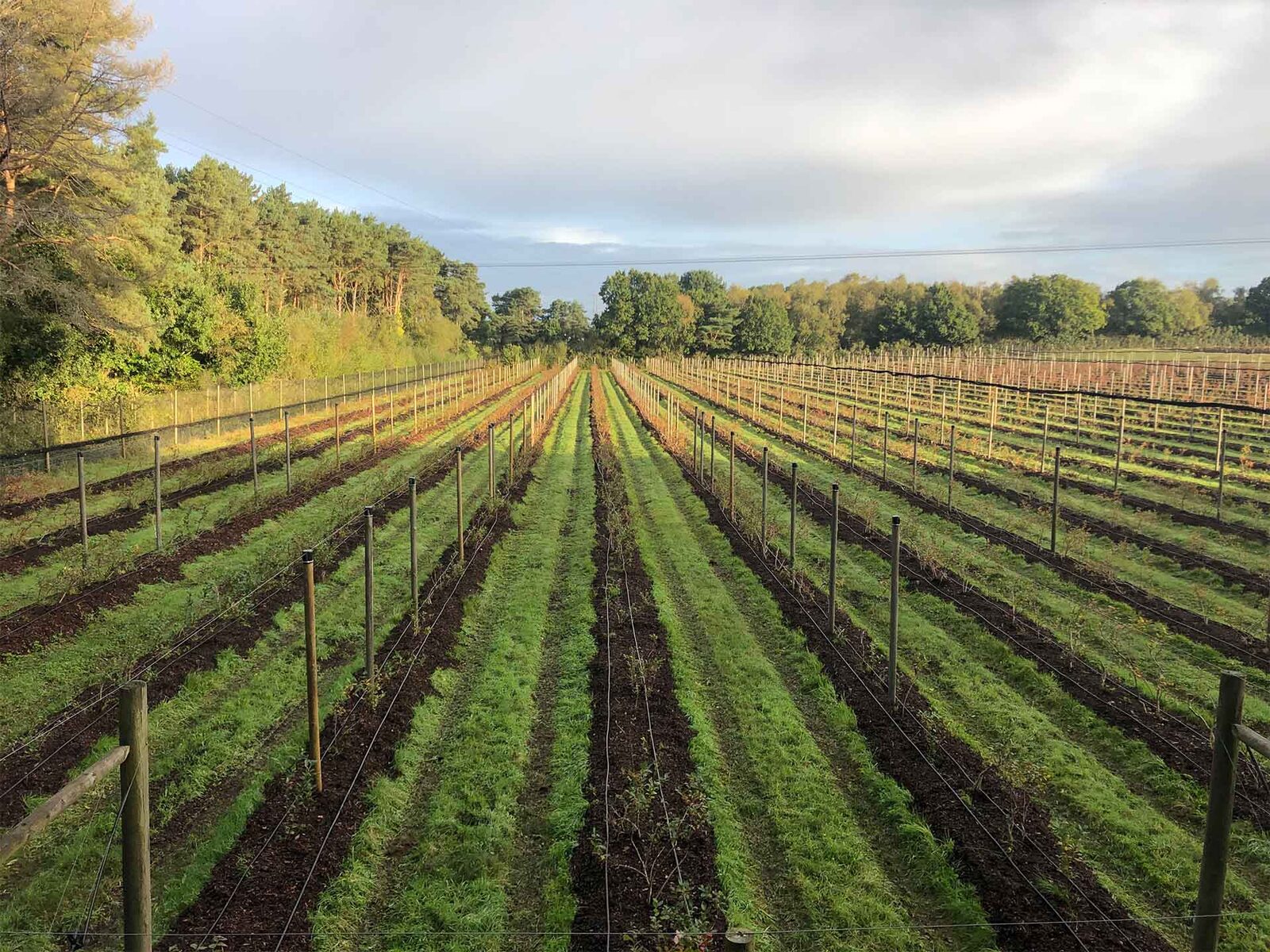 Long rows of young blueberry bushes running away across a Dorset field