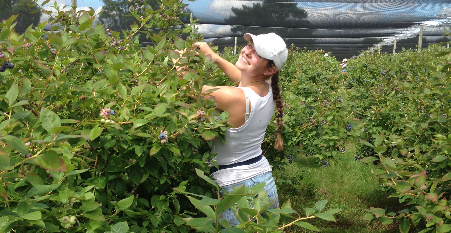 A picker reaching into a laden blueberry bush