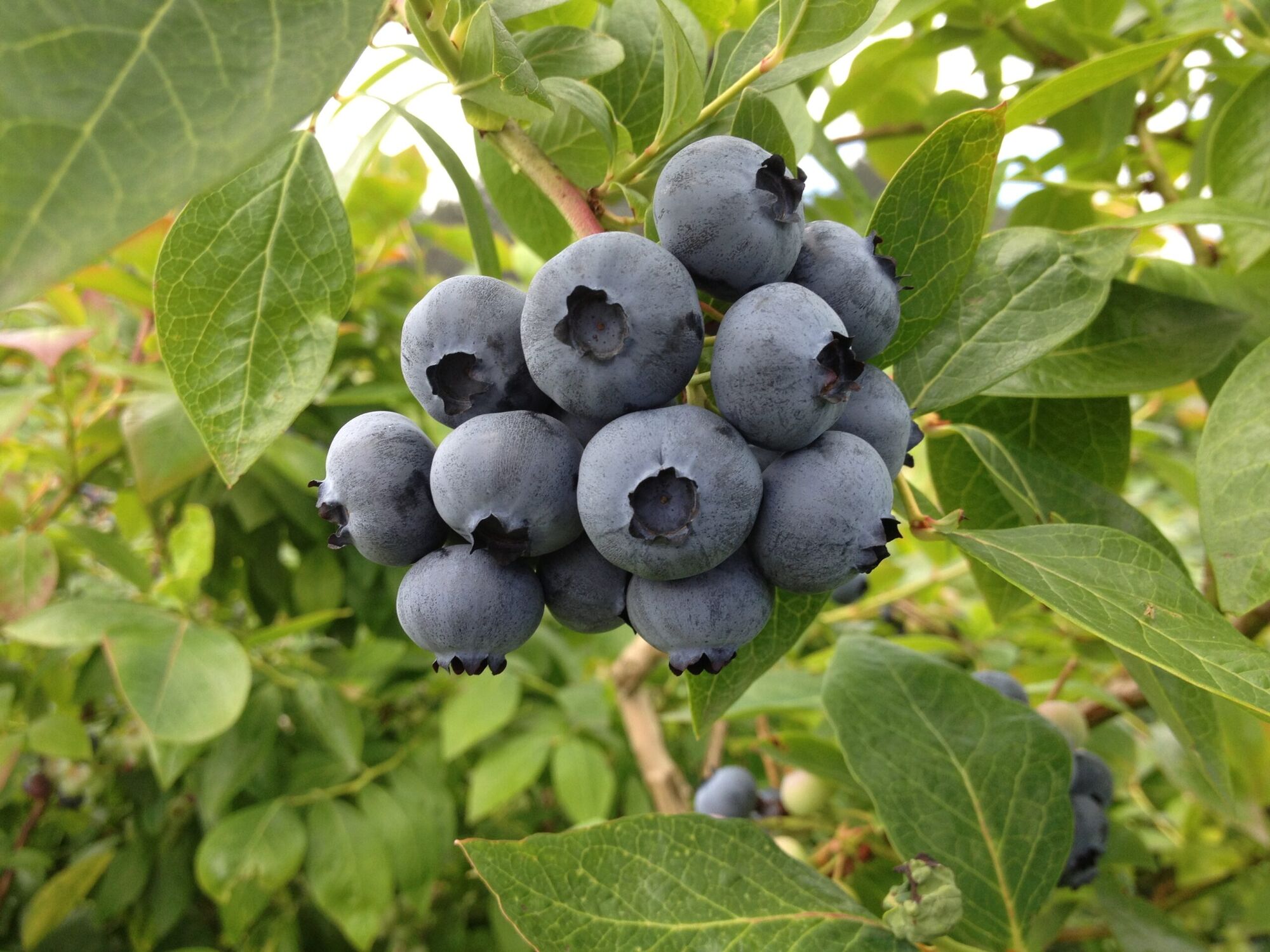 A heavy cluster of ripe blueberries on the bush, still dusted with bloom