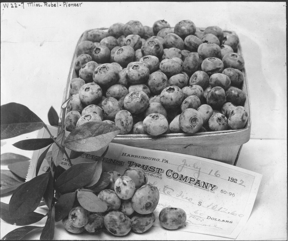 Archive black and white photograph of a tray of highbush blueberries from 1922