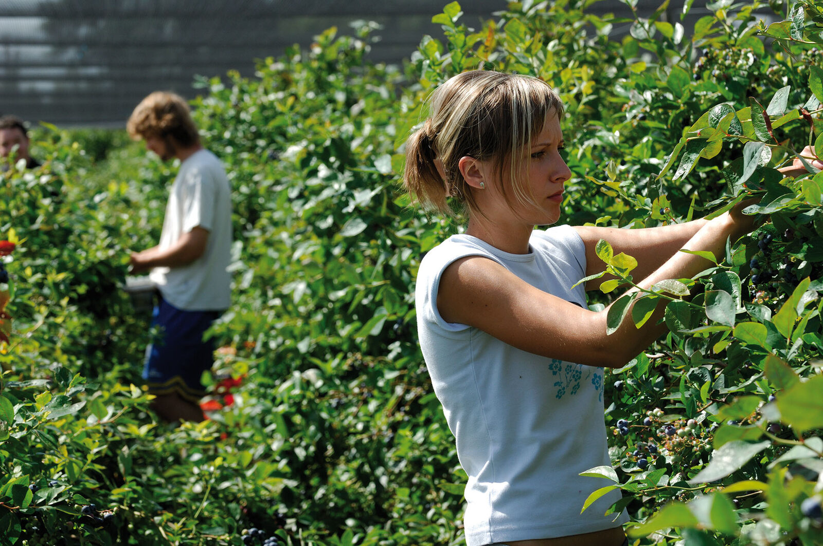 Two members of the harvest team picking blueberries between the rows