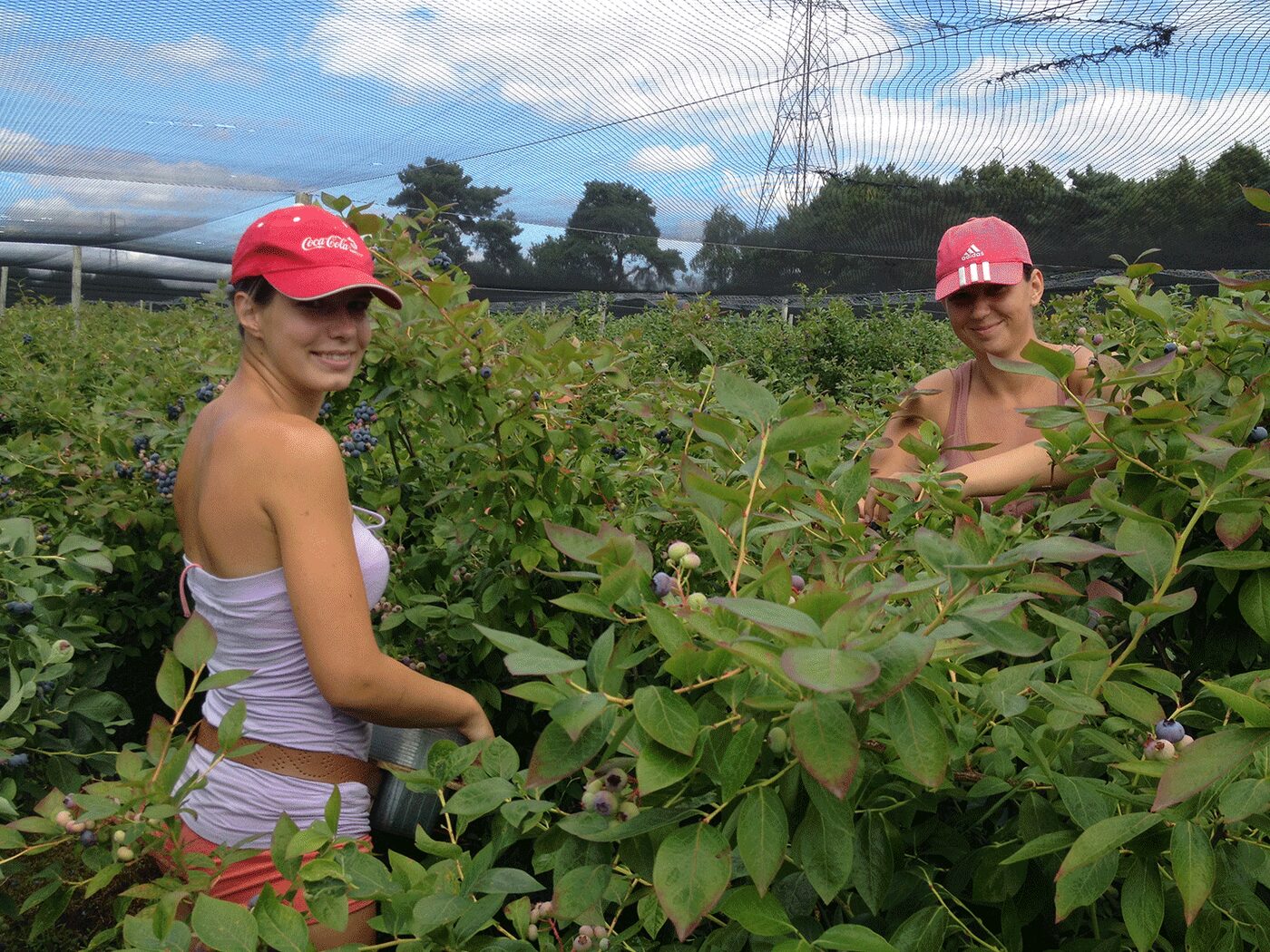 A member of the harvest team working along a row of blueberry bushes in the sun