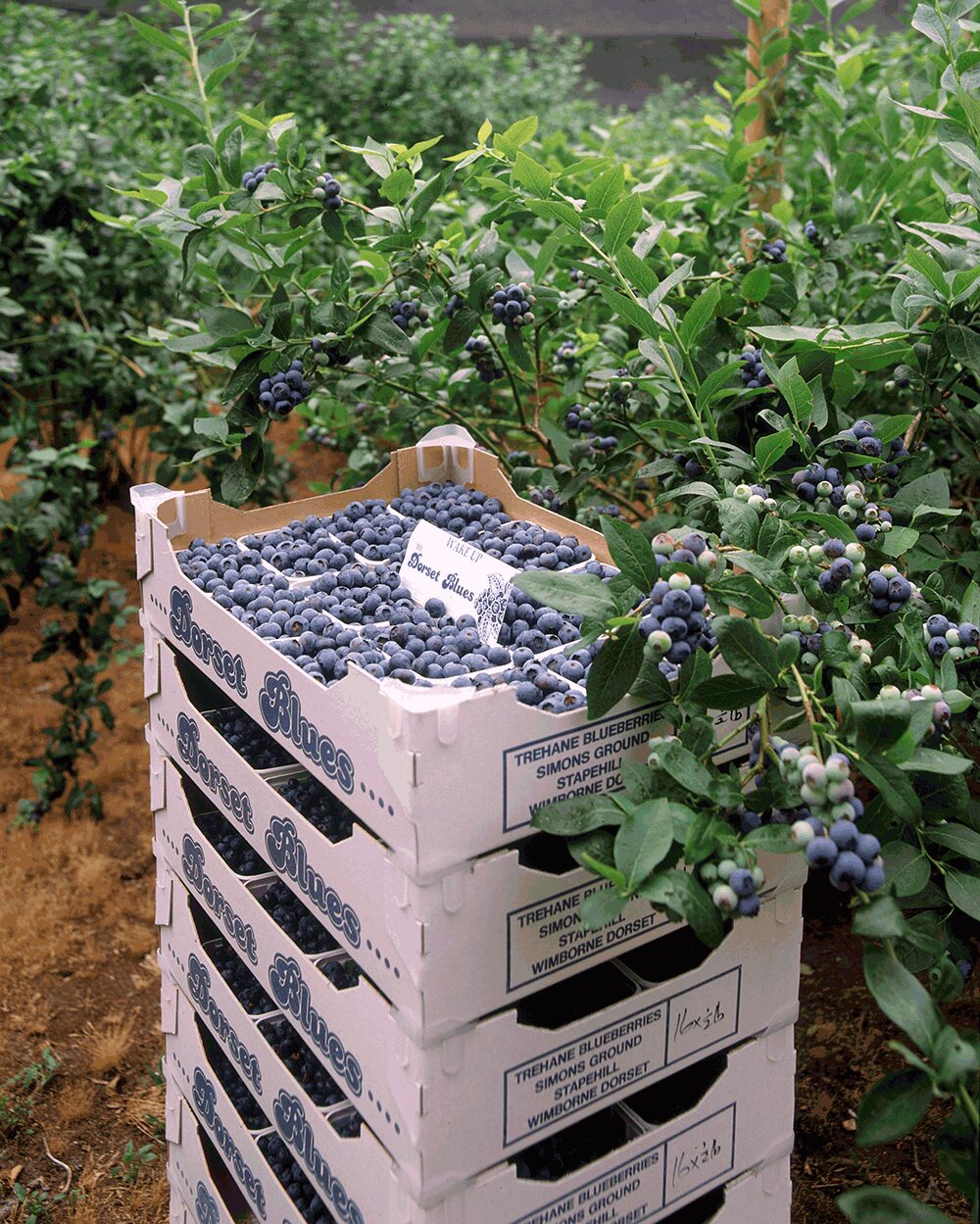 A tray of freshly picked blueberries in punnets, ready to leave the farm